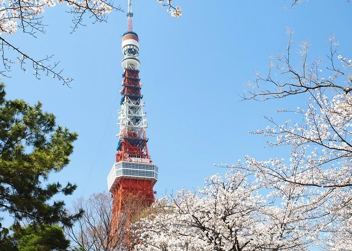 Tokyo Tower framed by cherry blossoms